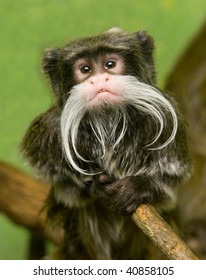 Emperor Tamarin Monkey