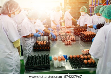 employee egg farm moving eggs to the packing house