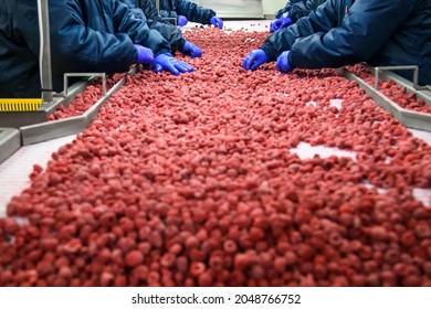 Employees work with frozen raspberries at a company that specializes in growing, processing and freezing berries and forest products. Ivano-Frankivsk region, Ukraine. September 2021