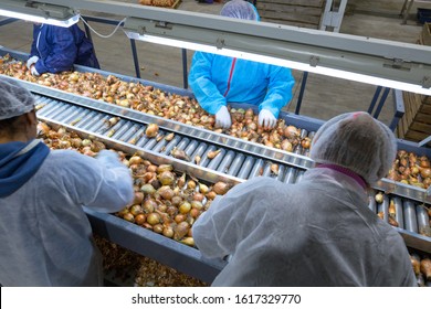 The employees(unrecognizable person) who sort the onions bulbs on the conveyor sorting line. Production facilities for grading, packing and storage of crops of agricultural companies.
