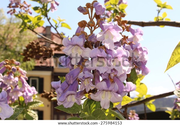 Empress Tree flowers (or Princess Tree, Foxglove\
Tree) in Innsbruck, Austria. Its scientific name is Paulownia\
Tomentosa, an extremely fast-growing tree which is native to\
central and western\
China.