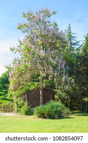 Empress Tree Or Princess Tree, Or Foxglove Tree, Latin Name Paul