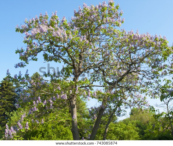 Empress tree or princess tree, or foxglove\
tree, latin name Paulownia tomentosa, recorded in Saint Konstantin\
and Helen resort,\
Bulgaria.