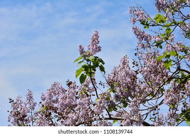 Empress Tree With Purple Blossoms 