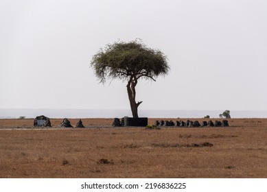 In The Emptiness Of The Grassland One Acacia Reaches Into The Sky Surrounded By The Gravestones Of Lost Rhino A Poignant Reminder Of The Battle For Rhino That Wages Across Africa 