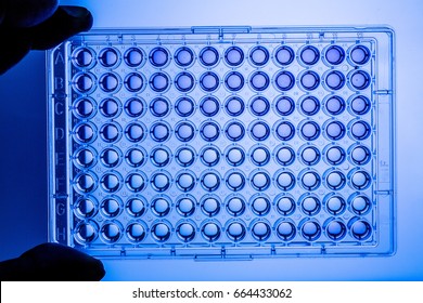 Empty 96 wells microplate on blue light