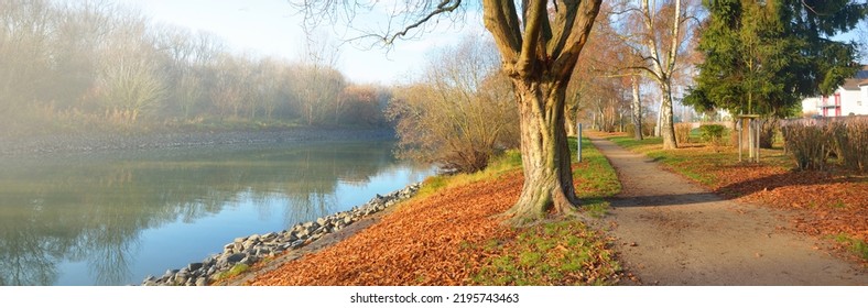 An Empty Alley Through The Park Near Rhine River, Tall Golden Trees Close-up. No People Because Of Travel Ban And Coronavirus (COVID-19) Outbreak. Quarantine Zone In Mainz, Rheinland-Pfalz, Germany