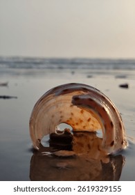 empty and almost broken seashell on seasand