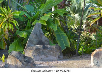 An Empty Ancient Marae (meeting House) In Rarotonga, Cook Islands. Marae Is A Communal Sacred Place That Serves Religious And Social Purposes In Polynesian Societies.No People. Copy Space