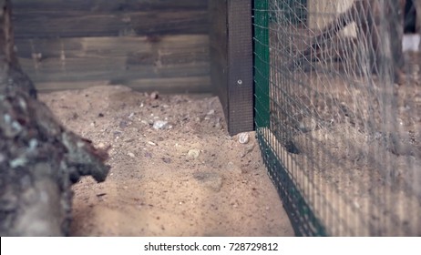 Empty Animal Cage