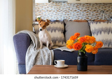 Empty Apartment With Minimalistic Style Interior, Coffee Table With Bouquet In Glass Vase On Foreground And Adorable Jack Russell Terrier Dog On The Couch. Copy Space For Text, Background, Close Up.