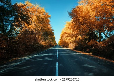 Empty Asphalt Highway Between Autumn Yellow Trees, Blue Sky