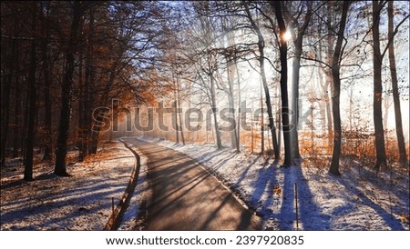 Empty asphalt road amidst autumn forest trees covered with snow during winter on sunny day