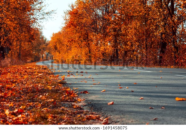 Empty asphalt road in autumn fall forest. Autumnal\
background. Selective\
focus