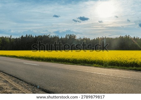 Empty asphalt road running through blooming yellow rapeseed fields under cloudy sky. Rural transport infrastructure concept with local road next to agricultural farming land.