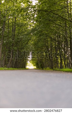 Empty asphalt road stretching through dense forest canopy. Countryside pathway surrounded by tall trees. Nature travel route during daylight for outdoor adventure.