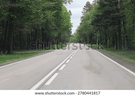Empty asphalt road through green forest landscape. Curved countryside street surrounded by tall trees outdoors. Rural transportation route during calm spring weather in natural scenery