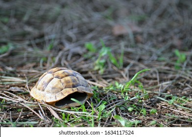 413 Empty turtle shell Images, Stock Photos & Vectors | Shutterstock