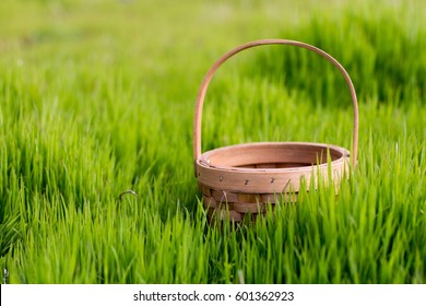 Empty Basket Green Meadow