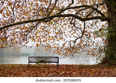 empty bench in a park at the edge of a lake, red colored autumn leaves