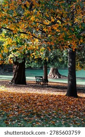 Empty bench under the tree in the park.