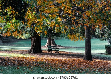 Empty bench under the tree in the park.