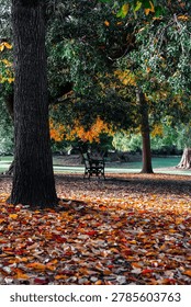 Empty bench under the tree in the park.