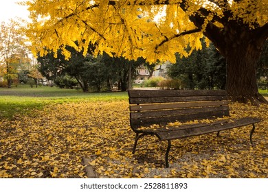 Empty bench under yellow gingko tree in autumn, covered and surrounded with fallen yellow leaves
