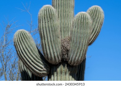 An empty bird nest in an Arizona saguaro cactus - Powered by Shutterstock