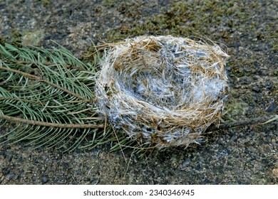 Empty bird nest fallen from fir tree - Powered by Shutterstock