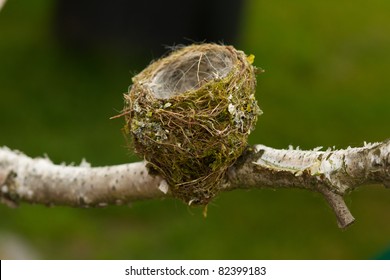 Empty Bird Nest On The Branch