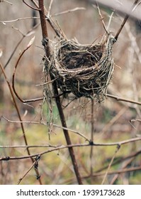 Empty bird nest in spring forest