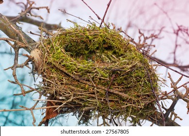 Empty Bird's Nest