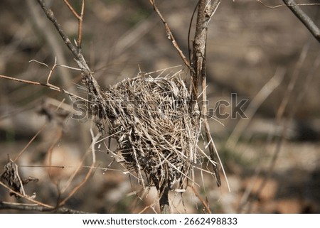 An empty bird's nest in the branches of a tree in late fall or early winter 