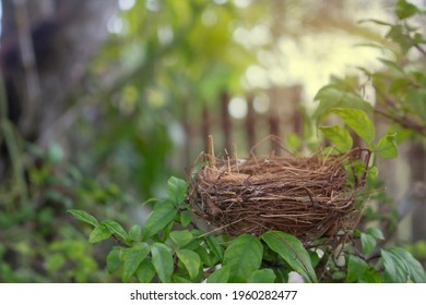 Empty Bird's nest on branches tree in the nature