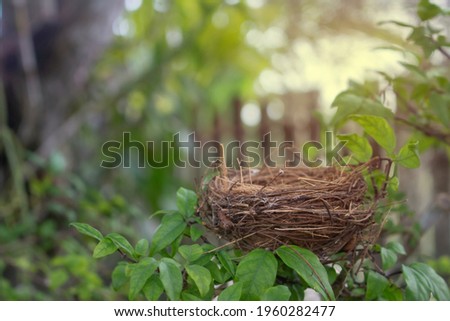 Empty Bird's nest on branches tree in the nature
