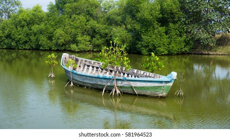 The empty boat in the mangrove forest
