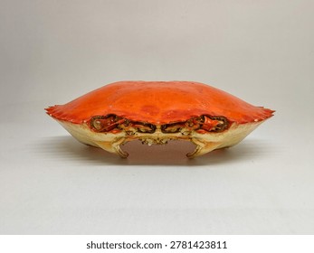 Empty bright orange crab shell isolated on white background, detailed crustacean exoskeleton with symmetrical shape and studio lighting.