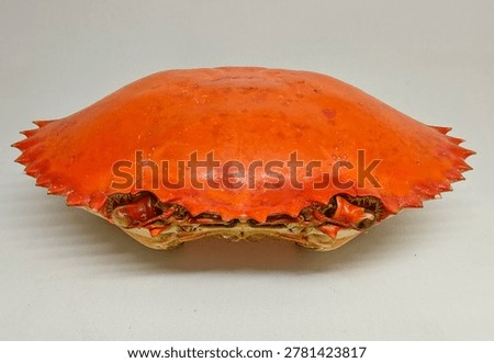 Empty bright orange crab shell isolated on white background, detailed crustacean exoskeleton with symmetrical shape and studio lighting.