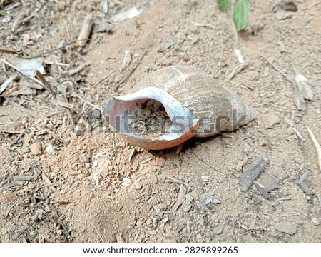 Empty Broken Giant Snail Shell on Dry Sandy Ground
Close-up of an empty, weathered giant snail shell with brown striped exterior and pale purple-white interior, lying on dry earthy soil in natural outdoor setting.