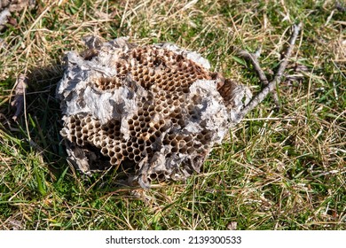 An Empty Broken Hornets Nest With Open Cells And Part Of The Paper Exterior Still Attached Lays In The Green Grass In Natural Sunlight With No People And Copy Apece.