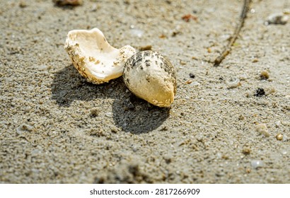 Empty broken seashell lying on coarse sand beach under sunlight, representing ocean marine life.