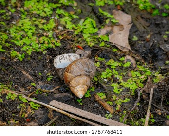 Empty brown snail shell on damp dark soil surrounded by green moss and fallen decaying autumn leaves on the forest floor