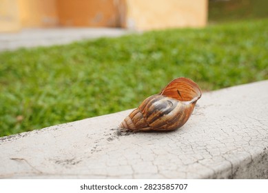 Empty brown striped snail shell resting on a concrete ledge in an outdoor park