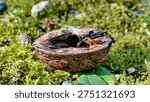 An empty brown walnut shell half resting on vibrant green moss on the forest floor.
