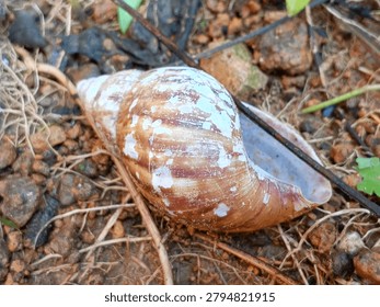 An empty brown and white snail shell lies abandoned on the rocky garden soil during daytime.