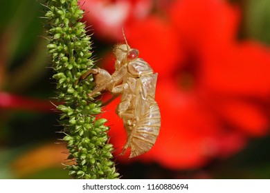 empty cicada shell or casing from a moulted cicada orni insect on a grass weed in front of a busy lizzie impatiens walleriana showing a red eye in Italy Latin hemiptera cicadidae 