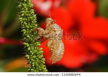 empty cicada shell or casing from a moulted cicada orni insect on a grass weed in front of a busy lizzie impatiens walleriana showing a red eye in Italy Latin hemiptera cicadidae 