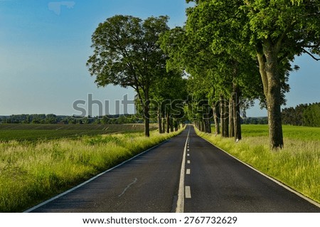Empty Country Road Lined with Trees Through Farm Fields at Golden Hour
                               