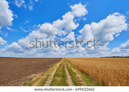 Empty countryside road through fields with wheat